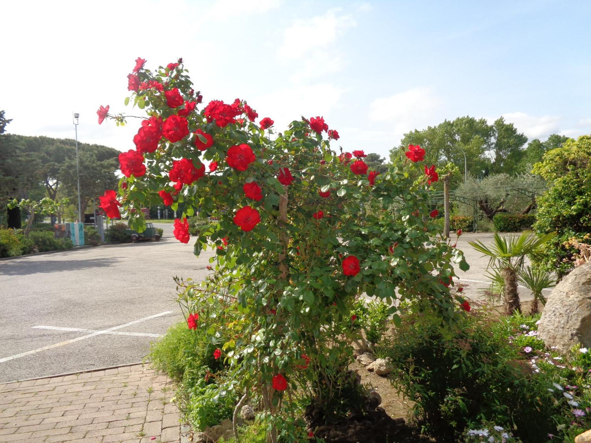 Hotel Rosati Chiusi Exteriör bild